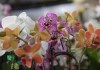 Festival das Flores: A história, arte e amor que envolvem a relação com as flores