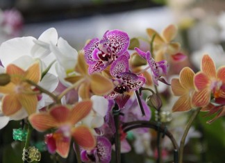 Festival das Flores: A história, arte e amor que envolvem a relação com as flores