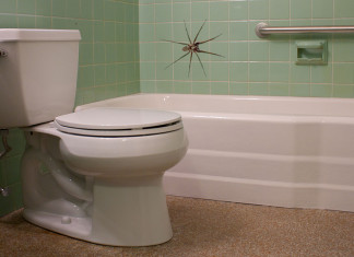 Medo, delírio e uma aranha no banheiro