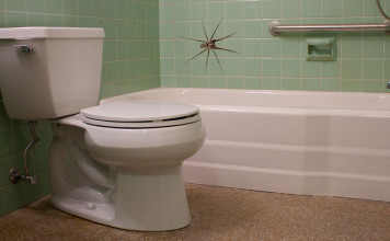 Medo, delírio e uma aranha no banheiro