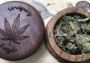 Quebrando o tabu: A legalização da maconha no Uruguay