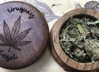 Quebrando o tabu: A legalização da maconha no Uruguay