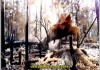 Videoclipe: Stihl Corporation