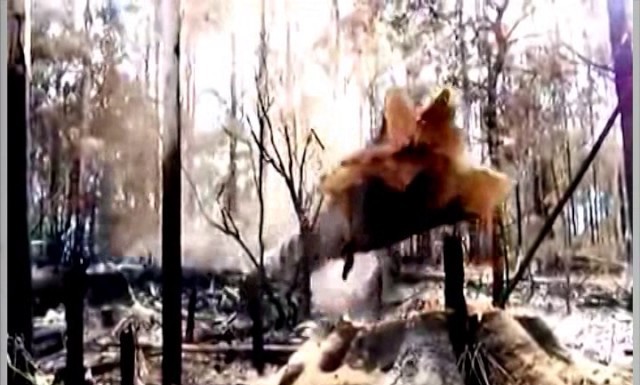 Videoclipe: Stihl Corporation