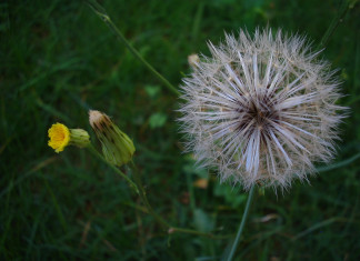 flor de lázaro