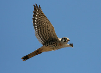 Serafina, a falcoa pequenina