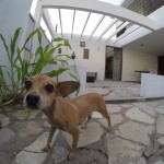 DCIM100GOPROGOPR2751.