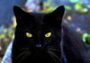 Gato negro