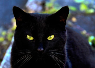 Gato negro