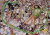 Stella McCartney x Sustentabilidade