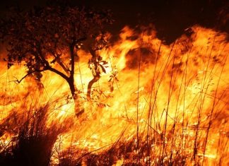 Roteiro: Somos Amazônia, somos resistência