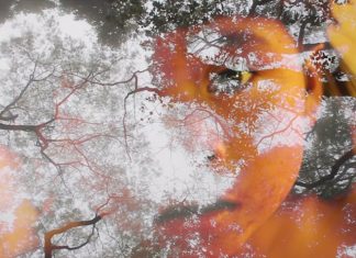 Jade Rainho: O olhar para a floresta de uma jovem documentarista