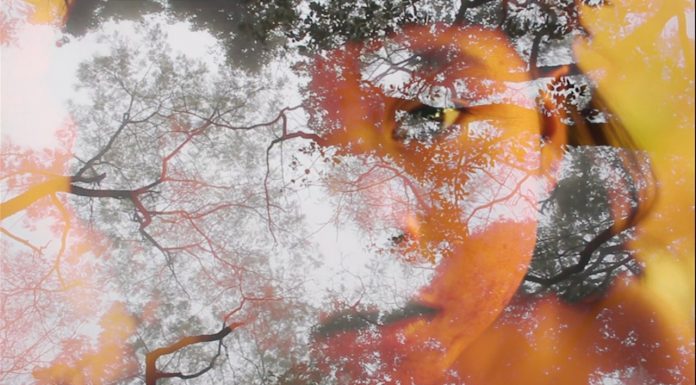 Jade Rainho: O olhar para a floresta de uma jovem documentarista