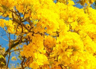 Primaverou!