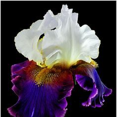 Flores de plástico não morrem!