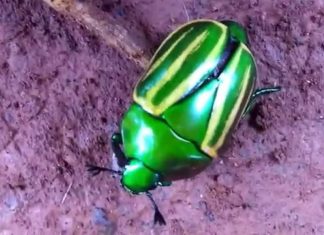 O Besouro Verde