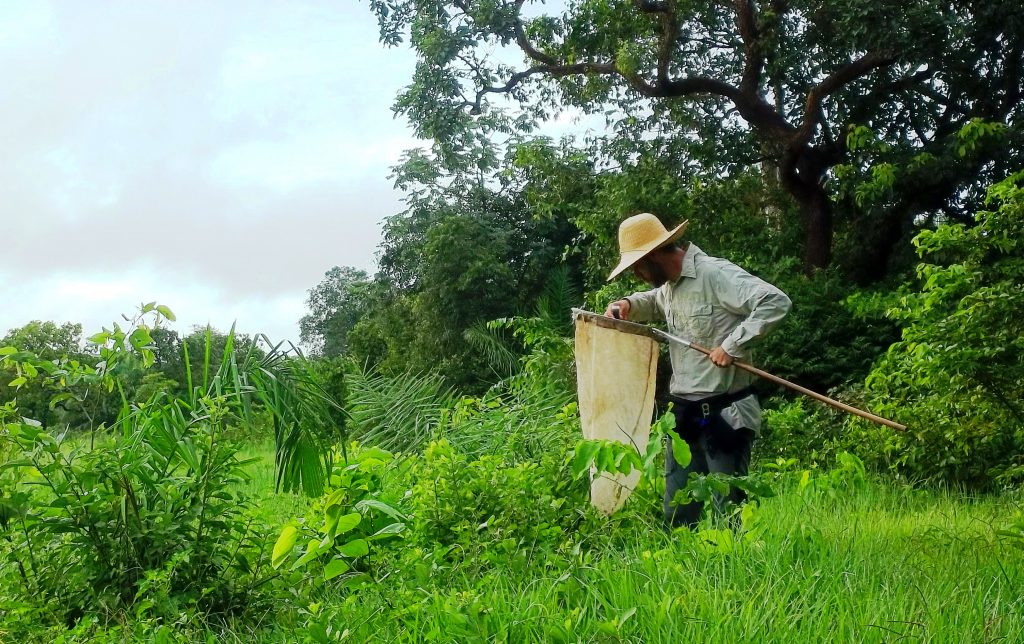 Rodrigo usando uma das armadilhas para capturar os insetos. - Foto: Gisele Catian