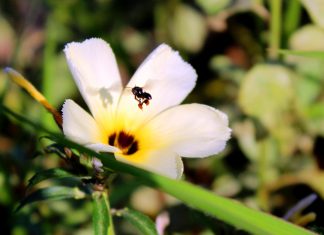 Nem só de onça vive o Pantanal: por que abelhas e vespas importam?