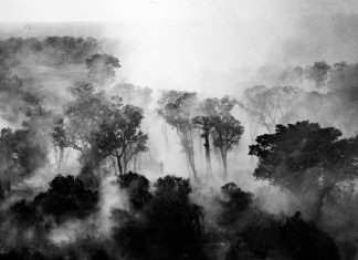 O fogo que nos consome e a urgência de salvar um futuro possível