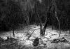 Crime ambiental
