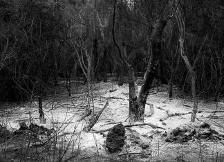 Crime ambiental