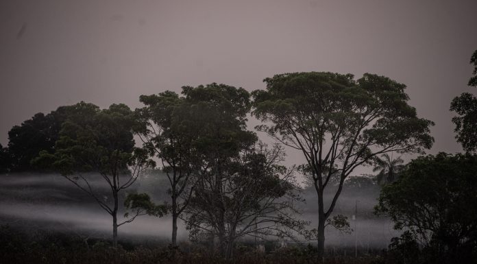 O Pantanal vai virar sertão