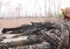 Expedição voluntária: Desmatamento e queimadas no Pantanal
