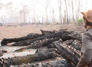 Expedição voluntária: Desmatamento e queimadas no Pantanal