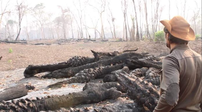 Expedição voluntária: Desmatamento e queimadas no Pantanal