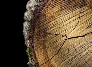 demência climática
