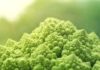 Diário de (Mais) Um Motorista – O Direito de Ter Salário e o Poder Vegano