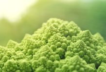 Diário de (Mais) Um Motorista – O Direito de Ter Salário e o Poder Vegano
