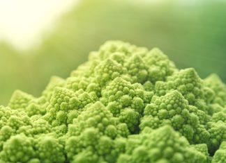 Diário de (Mais) Um Motorista – O Direito de Ter Salário e o Poder Vegano
